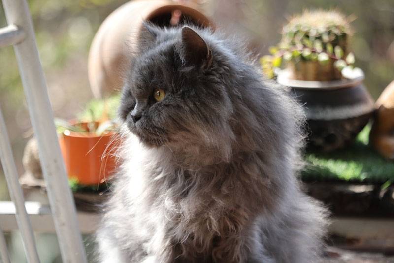 Персидский кот голубого окраса