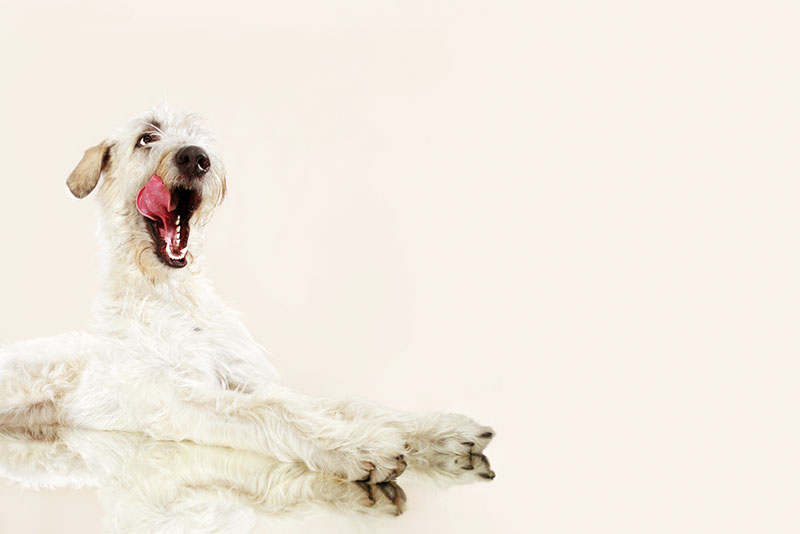 ирландский волкодав облизывается