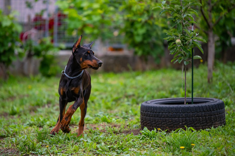 Кому подойдет собака доберман?