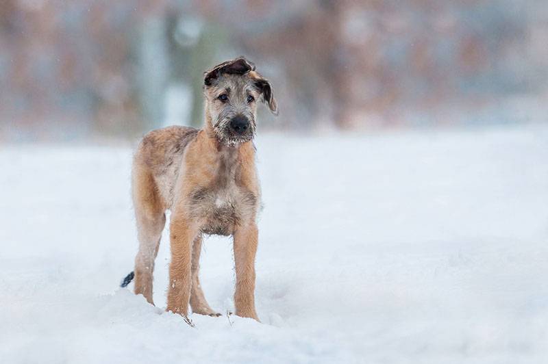 щенок ирландского волкодава стоит на снегу
