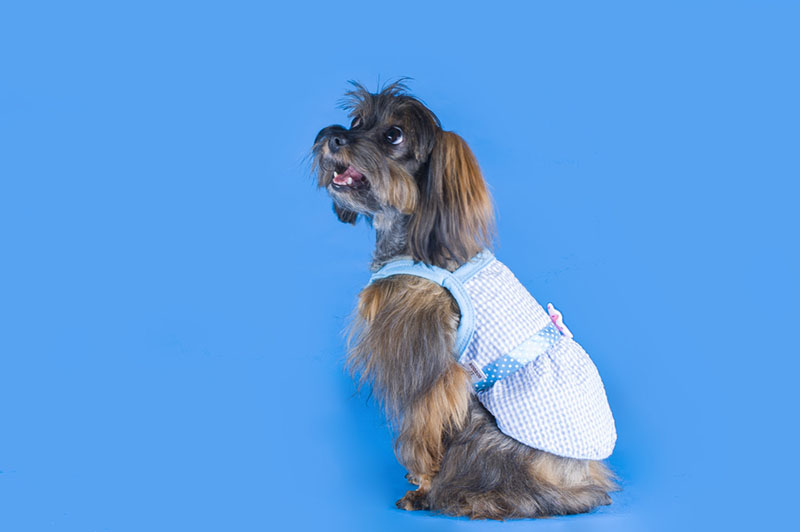 Петербургская орхидея в одежде