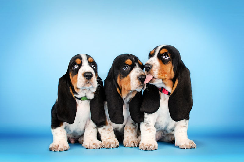 три щеночка бассет-хаунда на голубом фоне
