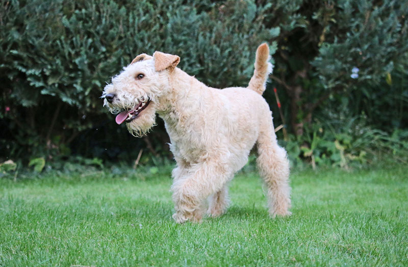 Какой характер у лейкленд-терьера?