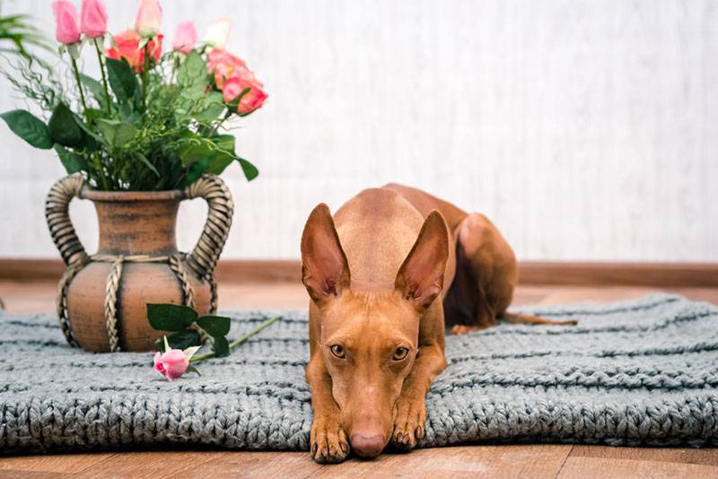 фараонова собака лежит на пледе рядом с цветочной вазой