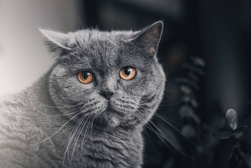 Британская короткошерстная кошка серого цвета