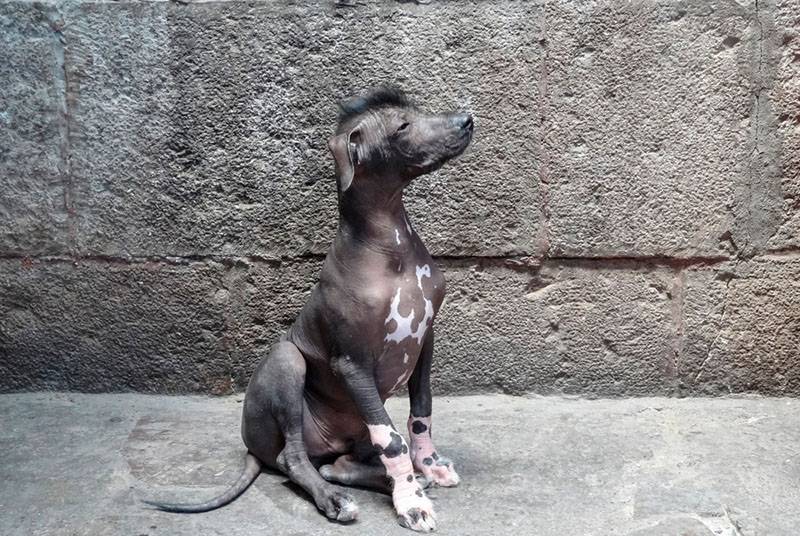 Щенок перуанской собаки