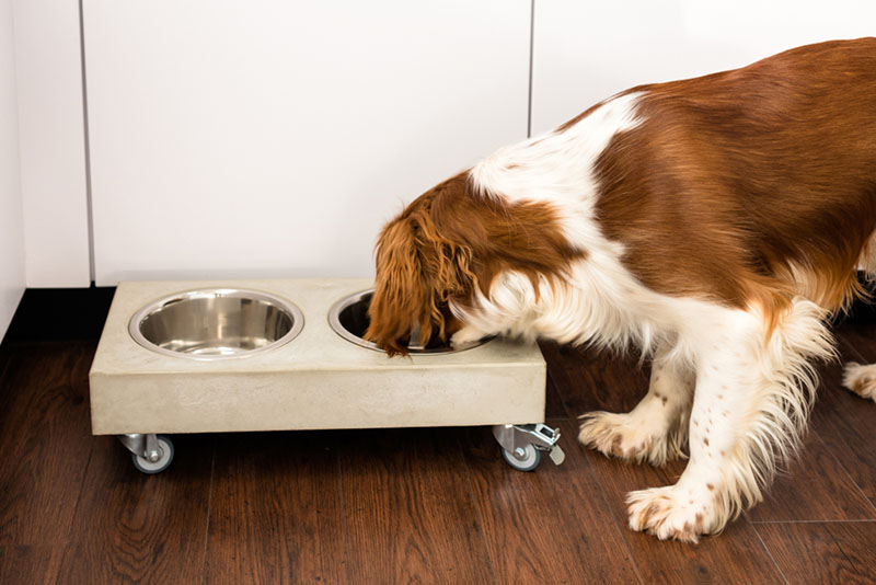 Вельш-спрингер-спаниель ест