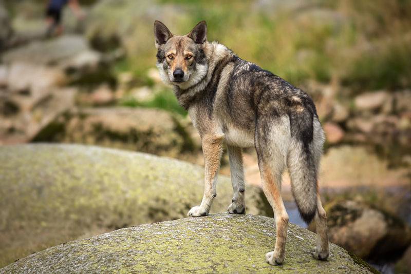 Волчья собака Сарлоса стоит на камне
