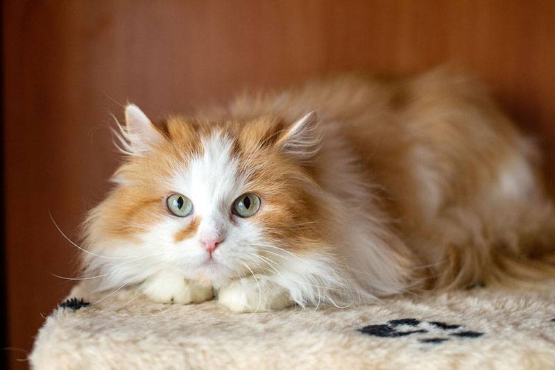 Персидская кошка: описание породы, фото, характеристики, правила ухода и  содержания - Petstory