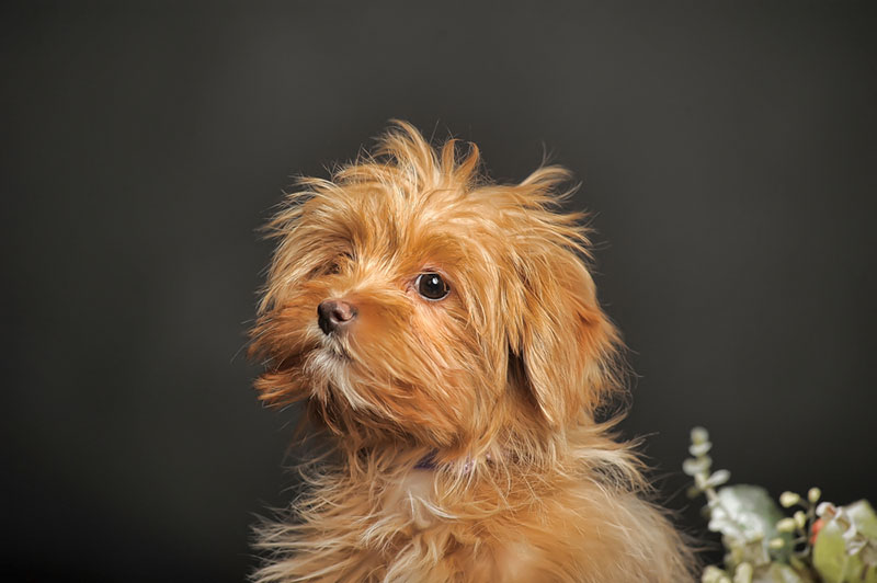 Какое питание требуется петербургской орхидее?