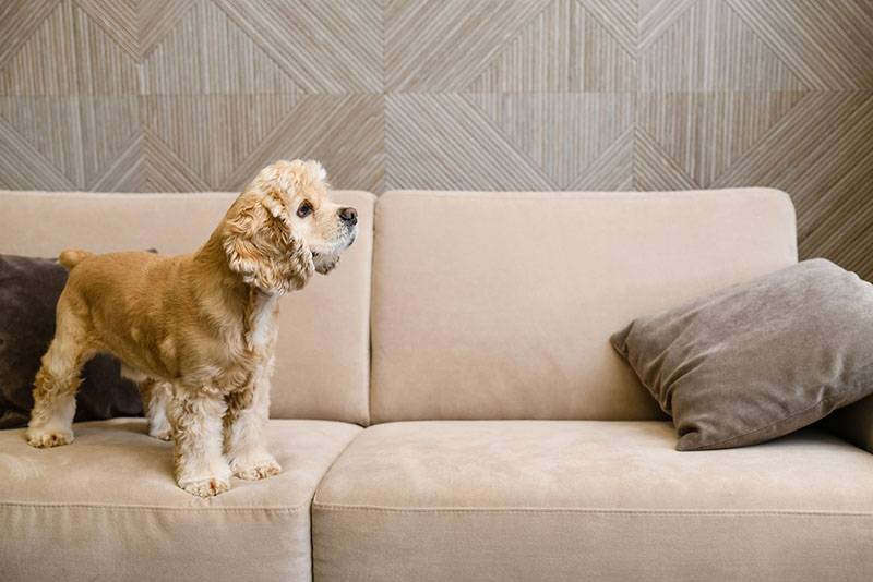 щенок американского кокер-спаниеля стоит на диване