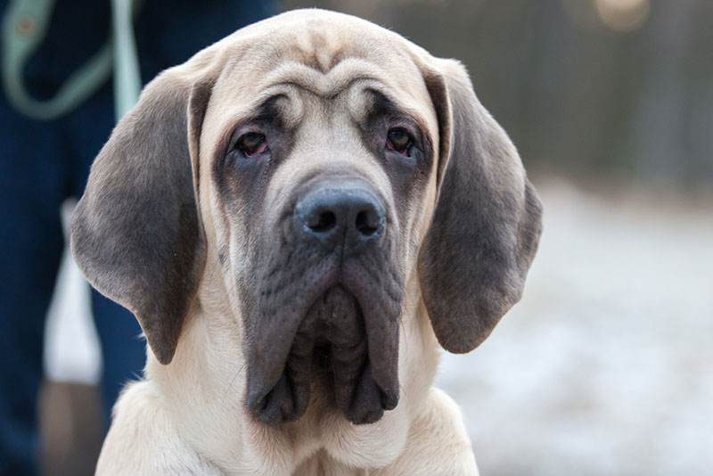 Английский мастиф больше подходит для жизни за городом