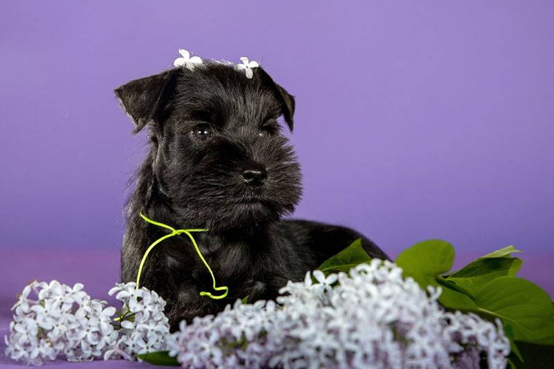 щенок миттельшнауцера возле цветов