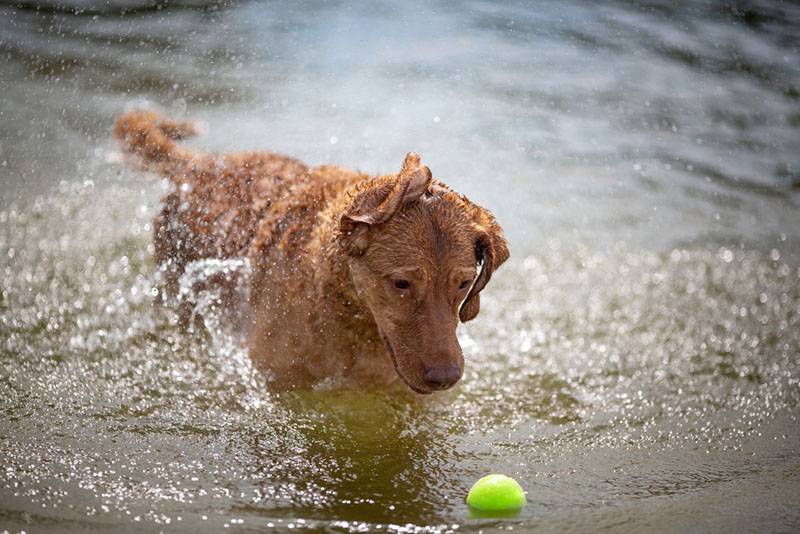 Чесапик-бей-ретривер играет в воде с мячом