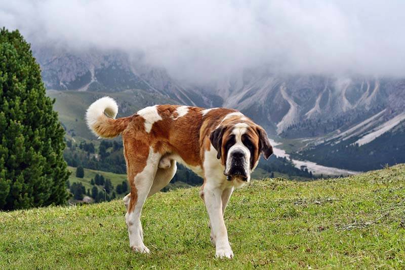 сенбернар имеет густой и плотный подшерсток