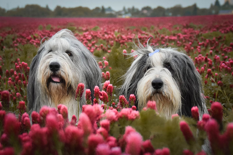 Кому подойдет бородатый колли?