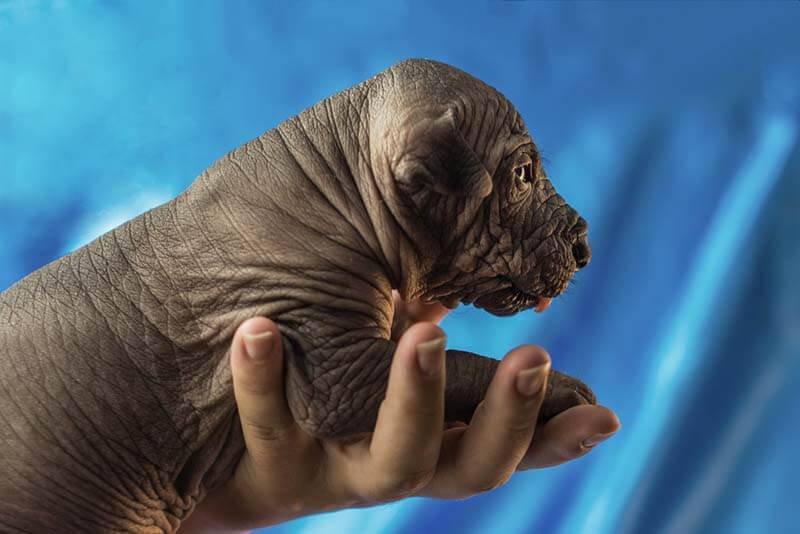новорожденный щенок ксолоитцкуинтли