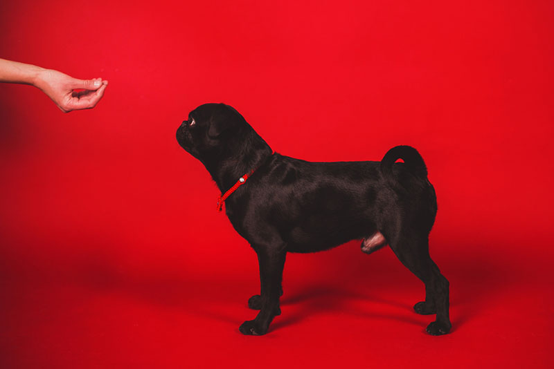 пти брабансону дают корм в студии