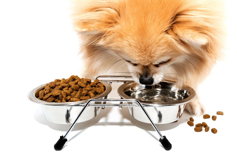 Померанский шпиц ест