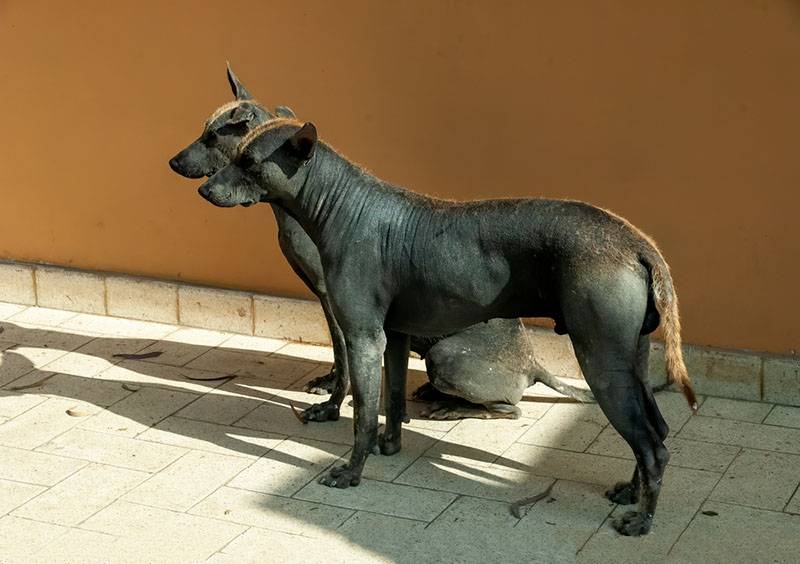 Две перуанские голые собаки стоят