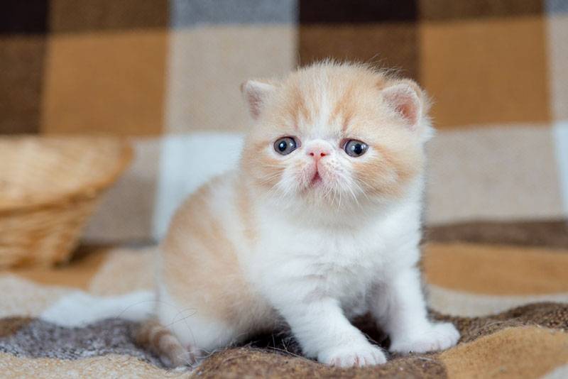 Котенок экзотической короткошерстной кошки