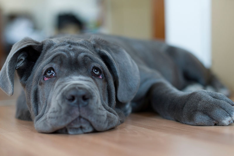 Когда начинать дрессировку неаполитанского мастифа?