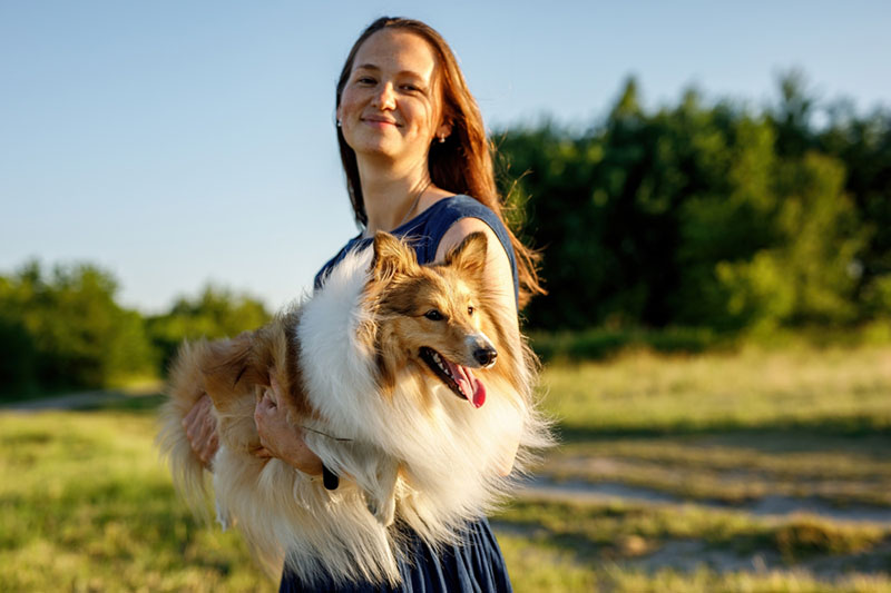 шелти на руках у хозяйки