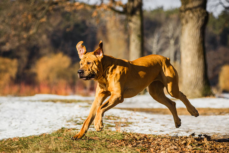 Какому владельцу подойдет бразильский фила?