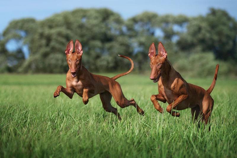 два бегущих подросших щенка фараоновой собаки