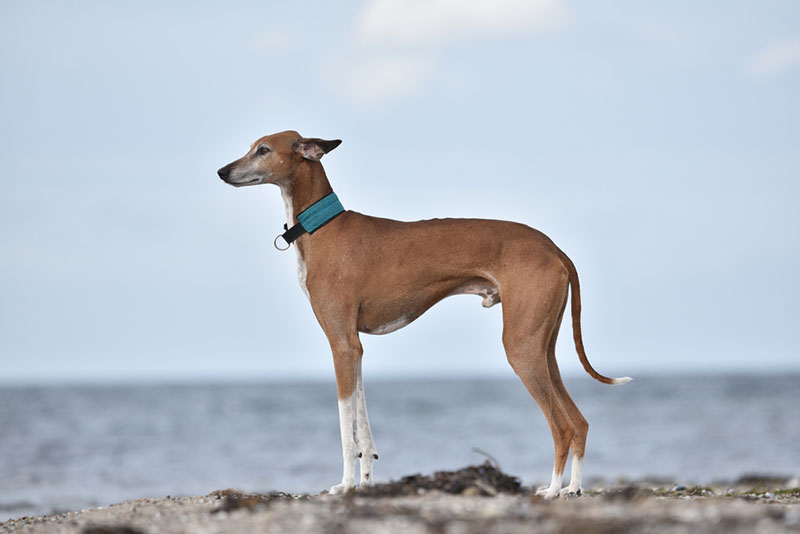 Азаваку подойдет жаркий климат