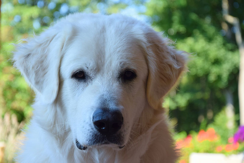 Серьезный словацкий чувач