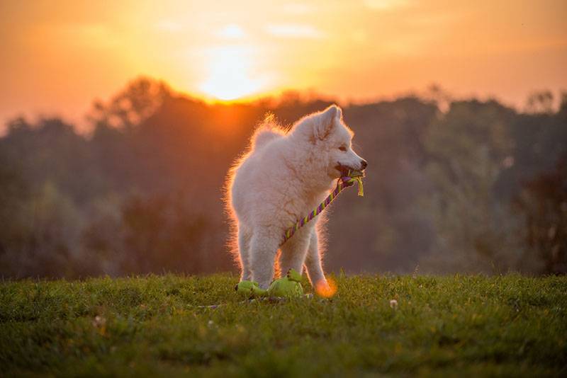 подросший щенок самоедской собаки играет в парке
