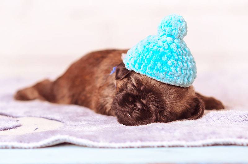 щенок пти брабансона спит в голубой шапочке