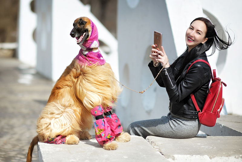 по отзывам владельцев афганские борзые послушные собаки