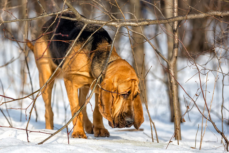 бладхаунд напал на след в лесу