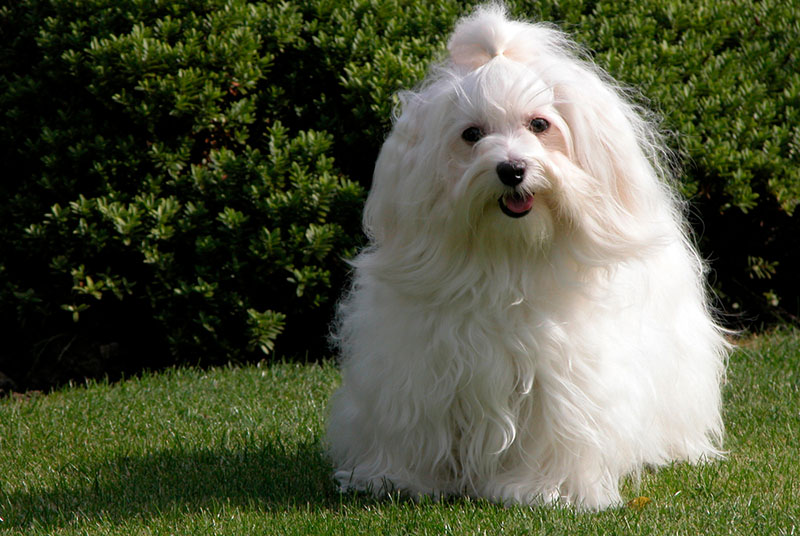 Какой характер у гаванского бишона?