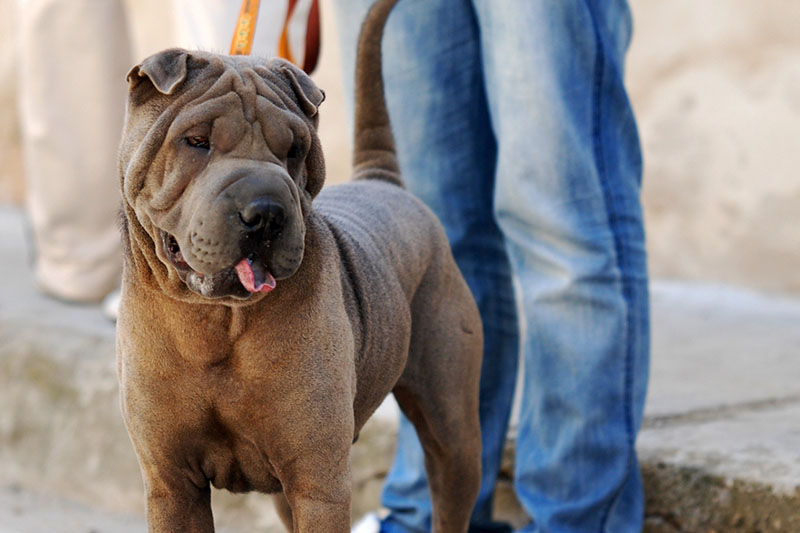 Шарпей с владельцем на улице