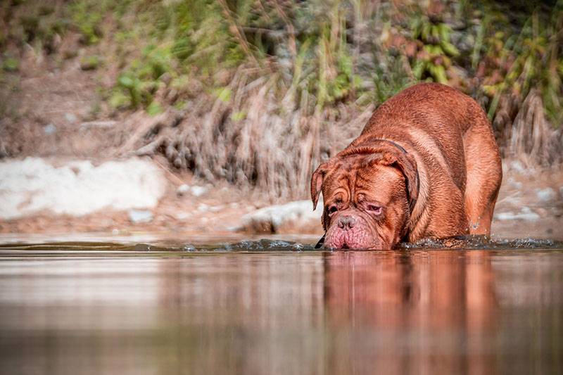 Бордос в воде