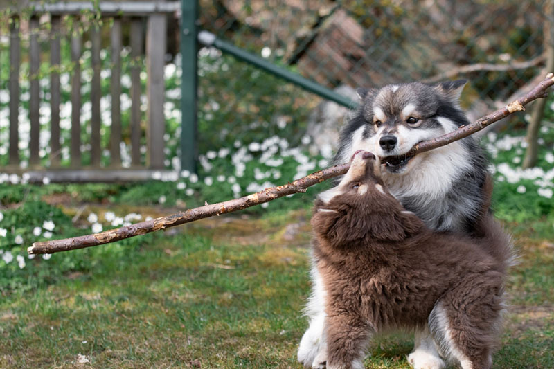 Дрессировка лаппхундов