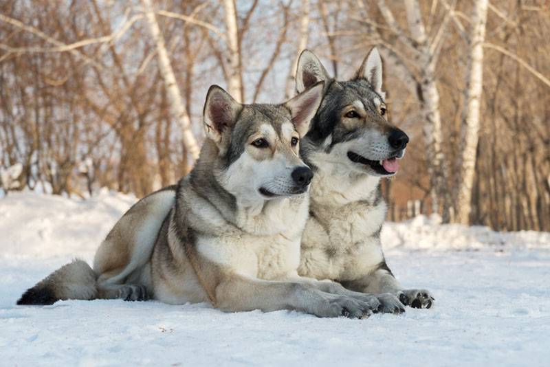 Две волчьих собаки Сарлоса лежат на снегу
