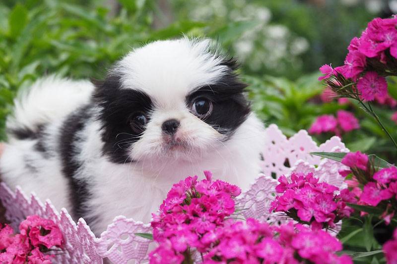 щенок японского хина в цветах