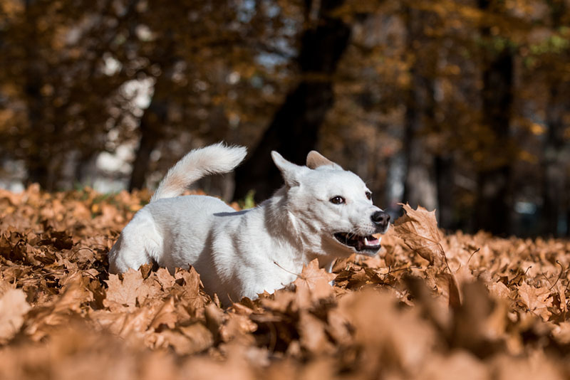 Ханаанские собаки очень активны