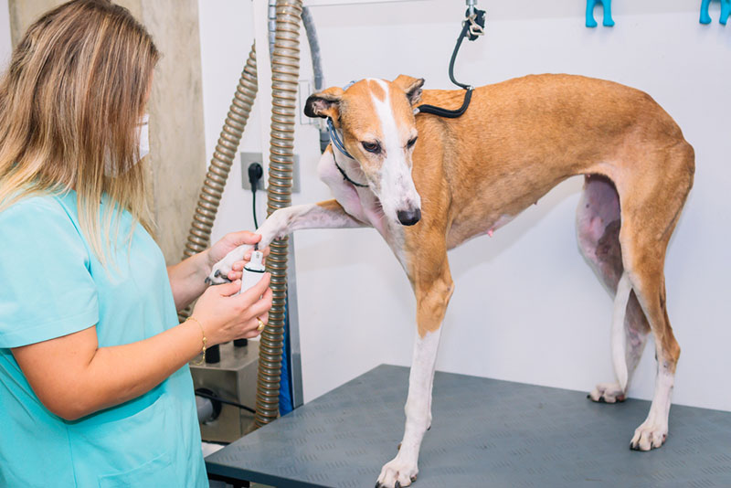 здоровый грейхаунд