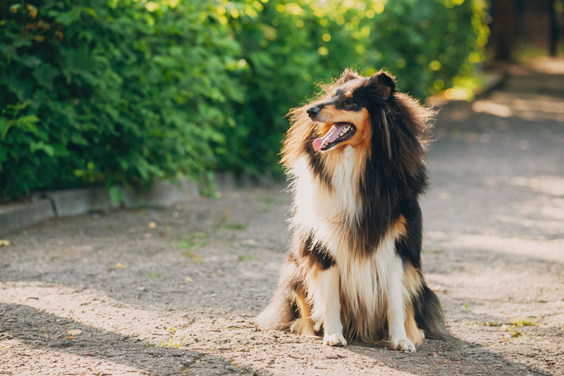 Шотландская овчарка на улице на прогулке