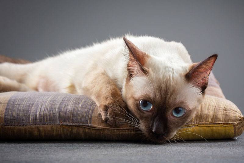 Лежащая сиамская кошка