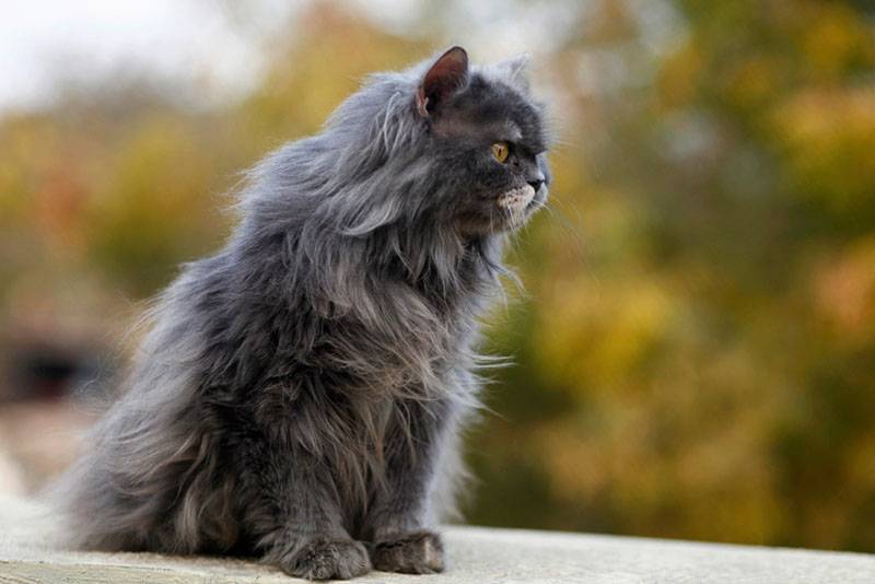 Персидская кошка на улице