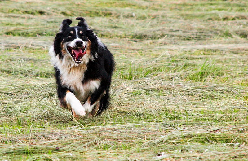 Английской овчарке будет лучше за городом