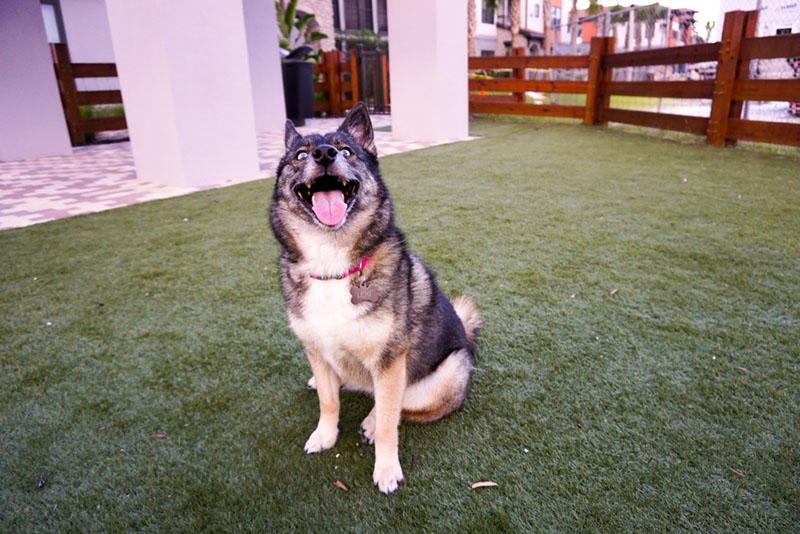 Помски у дома