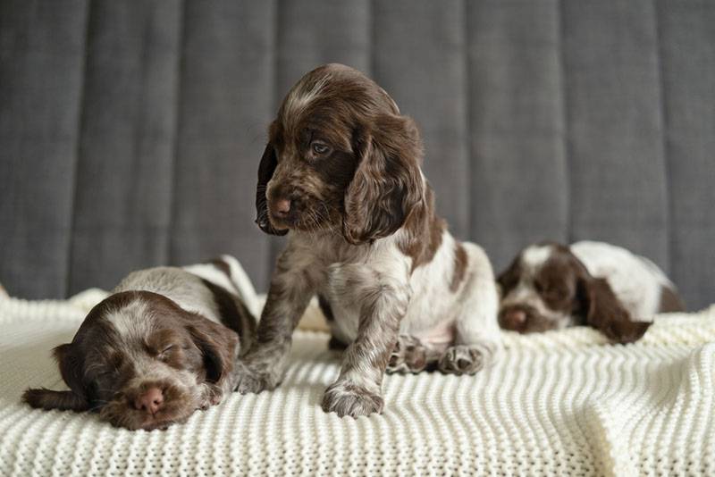 три шоколадных щенка русского спаниеля