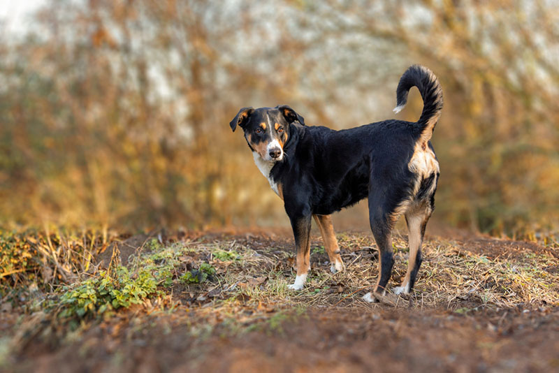 Какой характер у аппенцеллер зенненхунда?